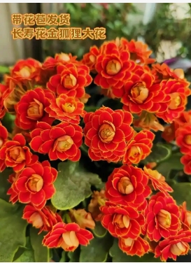 长寿花花语象征与寓意是什么