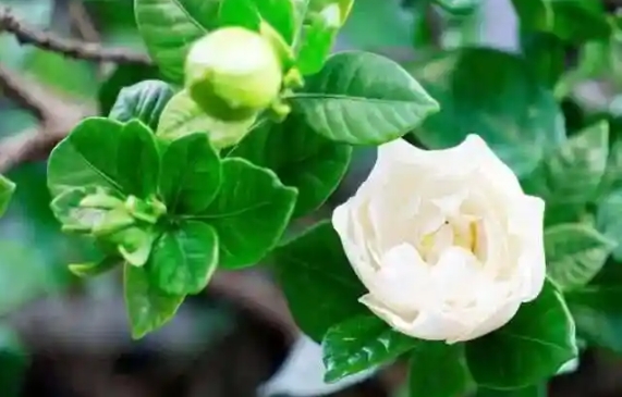 栀子花要晒太阳吗