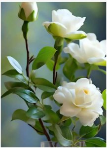 栀子花语及寓意及花语是什么？比喻什么女人？