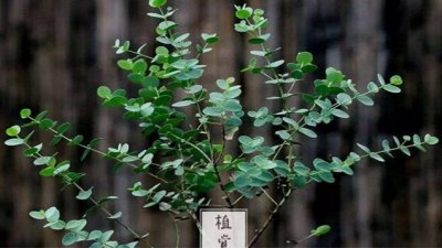 尤加利的寓意与风水有关吗？是凶树还是吉树？