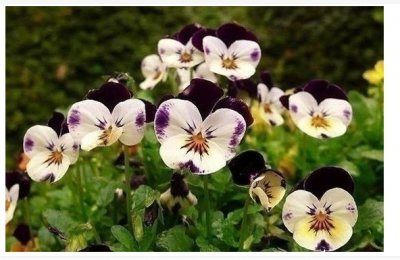 蝴蝶花的花语及其象征意义 蝴蝶花花语是什么？暗示有哪些？