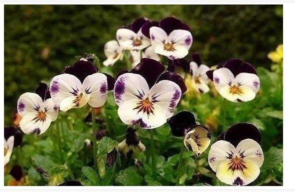 蝴蝶花花语是什么