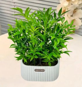 驱蚊的植物有哪几种？什么效果最好？