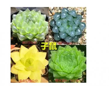 十二生肖对应多肉是什么？养什么植物最旺自己财运？