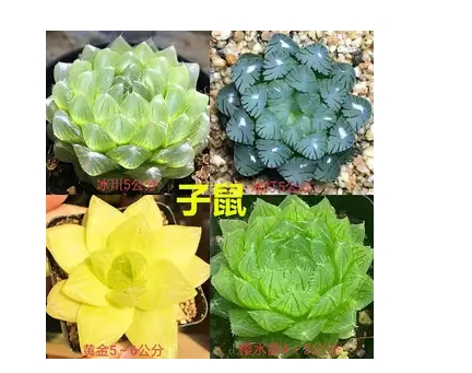 十二生肖对应多肉是什么
