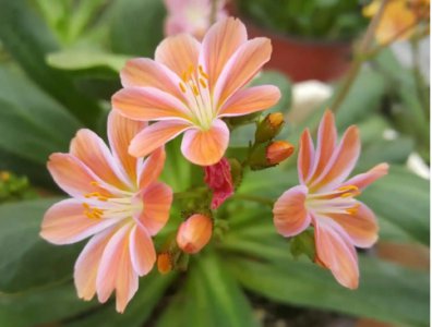 露薇花的花语和寓意是什么？家里养有哪些含义？
