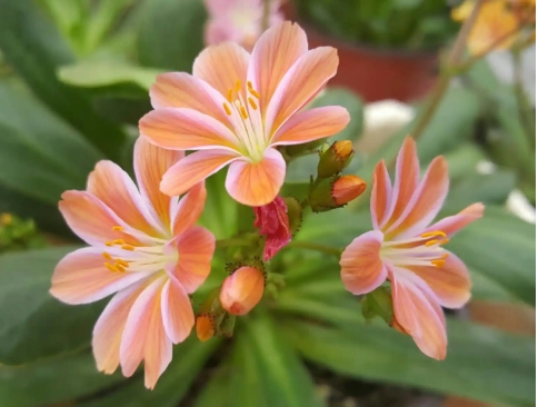 露薇花的花语和寓意是什么