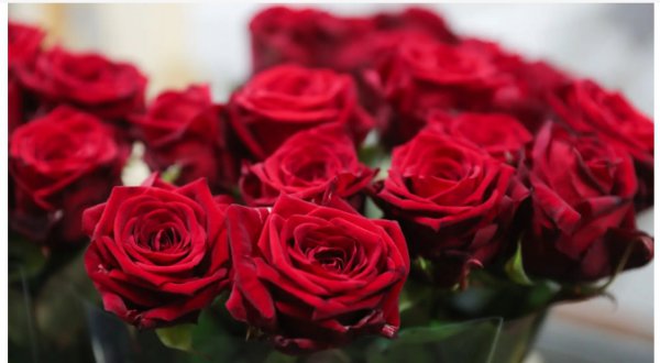 玫瑰花花语大全寓意是什么