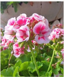 春季花卉品种介绍 春天的花有哪些品种？