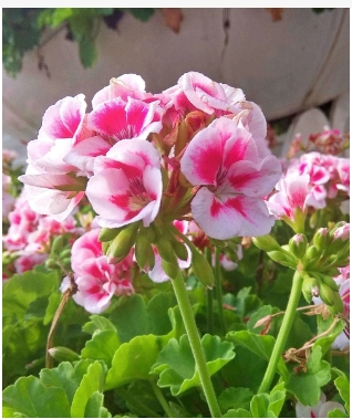 春天的花有哪些品种