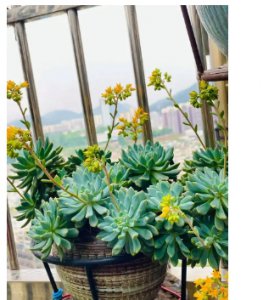 多肉花语象征与寓意是什么？象征着哪些精神？