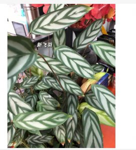 飞羽竹芋的寓意和象征风水是什么？