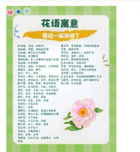 各种花的花语和寓意是什么？有哪些意义？