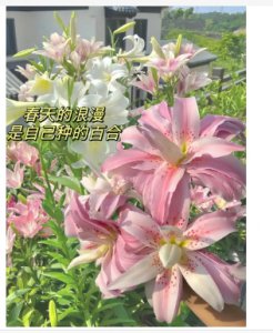 白百合花的花语和寓意是什么意思？养护方法有哪些？