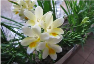 香雪兰鲜花护理技巧 香雪兰鲜切花养护方法有哪些？