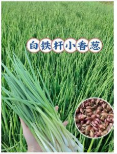 小香葱葱头留种什么时候可以挖出来？