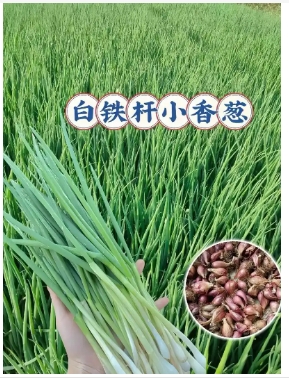 小香葱葱头留种什么时候可以挖出来
