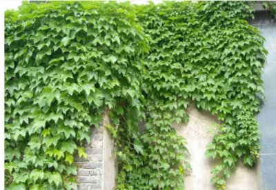藤本植物有哪些种类？ 藤本植物的种类有哪些？