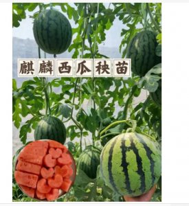 麒麟西瓜有籽吗？为何要尽量少吃？