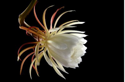 昙花象征人的哪些品质与精神？ 昙花比喻人的什么品质和精神？