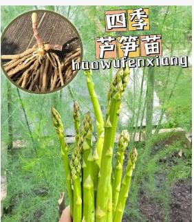 芦芽是什么意思