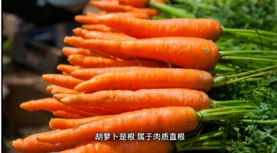 萝卜吃的是根还是茎？ 萝卜的可食部分是根还是茎？