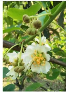 苹果花粉怎样授粉？人工授粉花粉方法是什么？