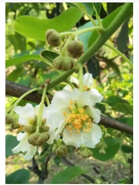 苹果花粉怎样授粉