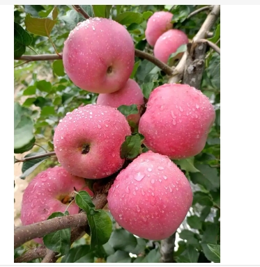 苹果是什么季节开的水果
