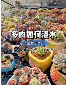 多肉夏天多久浇一次水比较好养活？