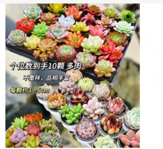 多肉放室内还是室外比较好？ 室内与室外多肉植物的最佳摆放位置