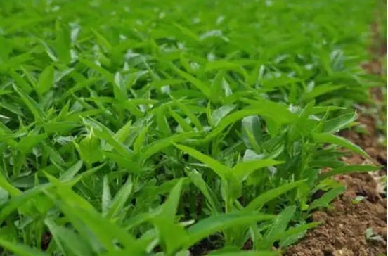 空心菜几天发芽出土