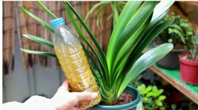 桔子皮水适合浇什么花草？ 桔子皮水适合用来浇哪些植物？