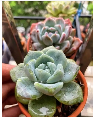 多肉可以连续淋雨几天吗