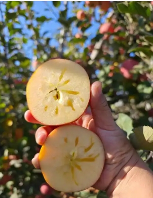 苹果成熟季节是几月份