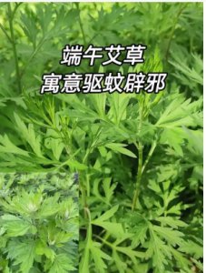 艾草为啥不能种在家里？风水禁忌是什么？