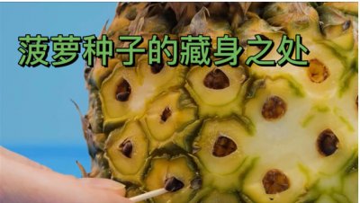 菠萝的种子在哪个部分？它是怎么繁殖的？