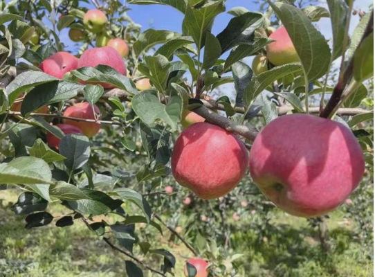 苹果成熟季节是几月份