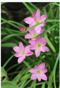 韭菜莲的风水作用是什么？为什么不能养？