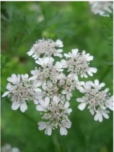 香菜花能吃吗？有什么好处？ 香菜花可食用吗？有哪些益处？