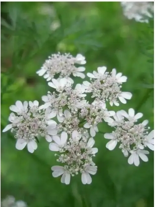 香菜花能吃吗
