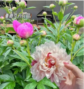 芍药能放卧室吗？对风水有影响吗？