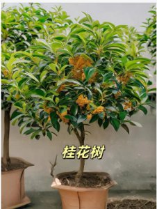 桂树是桂花树吗？哪个品种最好？ 桂树与桂花树的关系及最佳品种推荐