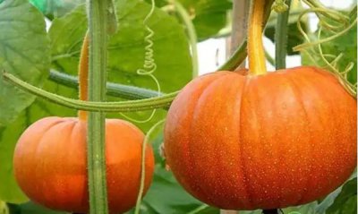 六月适合种植哪些蔬果？ 夏天6月份种什么蔬菜瓜果合适？