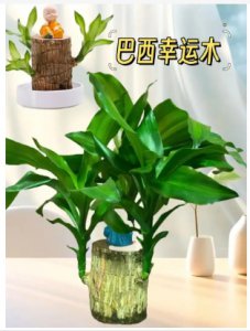 幸运木为什么不能随便送人？它有什么寓意？