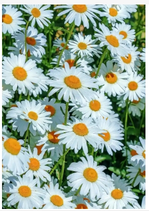 小雏菊寓意和花语是什么