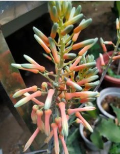 芦荟开花什么预兆？是代表吉祥顺意的好兆头吗？