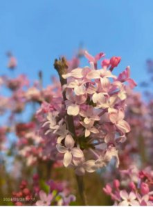 丁香花的寓意和象征是什么？适合送什么人？