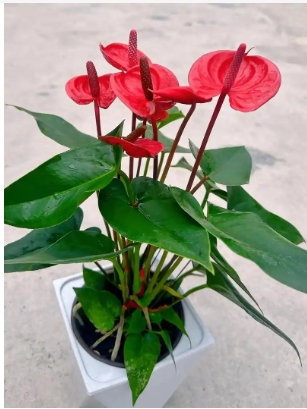红掌花的寓意是什么