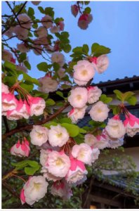 棠花象征的意义与花语解析 棠花的花语和寓意是什么？